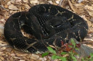 A timber rattlesnake next to Grandma's Ramp at the Ritz Autumn 2009 (photo © Robert Stragnell)