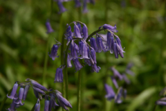 Bluebells - 27 April 2014