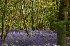 Bluebells at Everdon Stubbs - 3 May 2014