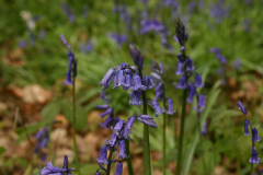 Bluebells at Everdon Stubbs - 3 May 2015