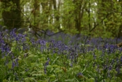 Img_6419.jpg