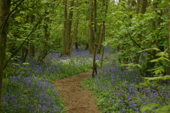 Bluebells at Everdon Stubbs - 10 May 2015