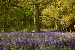 Bluebells - Everdon Stubbs 2010