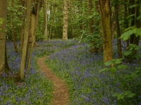 bluebells01
