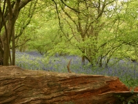 bluebells02