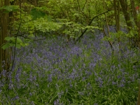 bluebells03