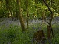 bluebells04
