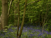 bluebells05