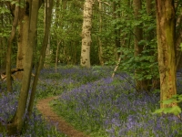 bluebells06