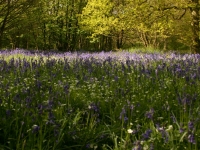 bluebells07