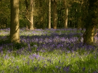 bluebells08