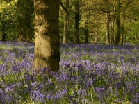 bluebells09