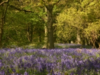 bluebells10