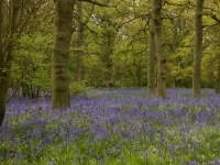 bluebells11