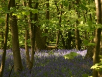 bluebells12