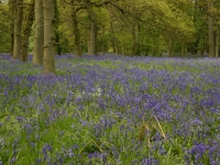 bluebells13