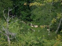 Goats in Montefegatesi