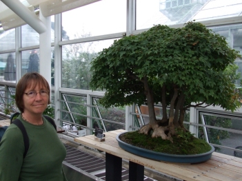 Bonsai at the Brooklyn Botanical Gardens