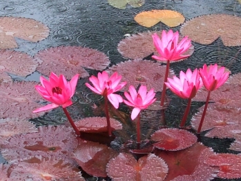 Water lilies at the Brooklyn Botanical Gardens