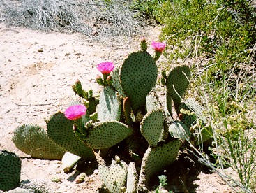 Flowering Cactus