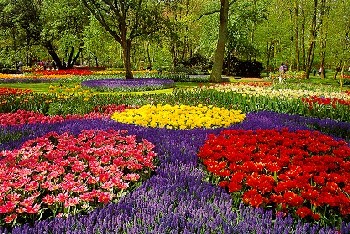 The Keukenhof gardens