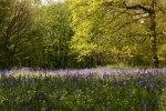 Bluebells 2010