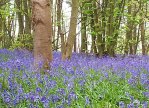 Bluebells