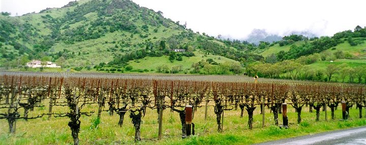 Vineyards at Chateau Montelena