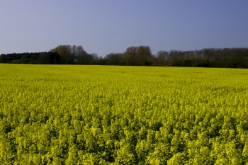 Oil seed rape