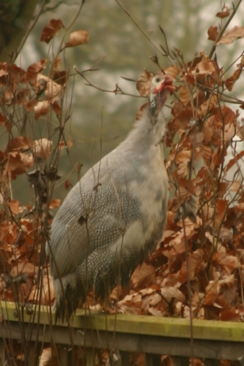 Guinea Fowl