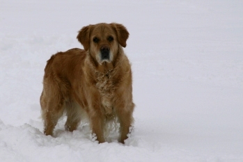 Molly playing in the snow