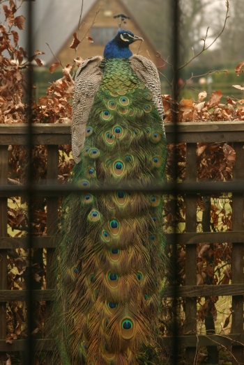 Peacock