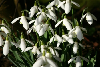 Snow drops