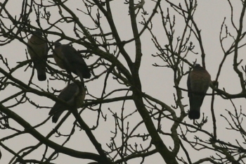 Wood pigeons