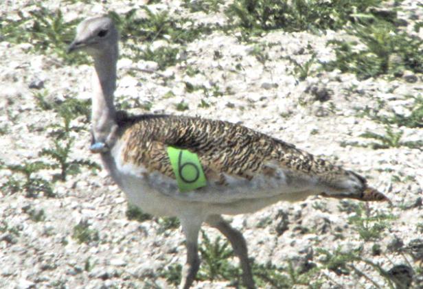 A Great Bustard