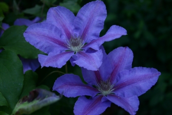 Clematis