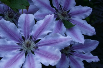 Clematis