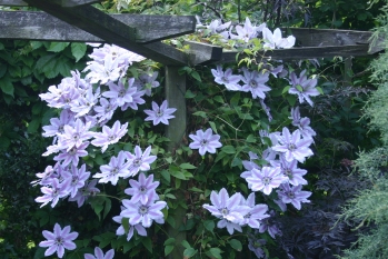 Clematis