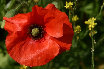 Poppies near Edgecote