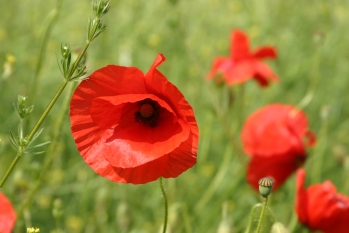 Poppies near Edgecote