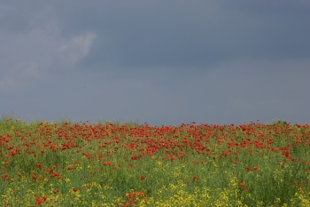 Poppies near Edgecote