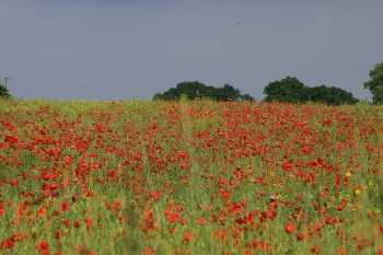 Poppies near Edgecote