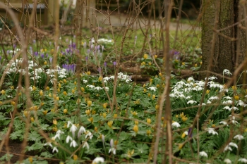 Cyclamen, crocuses and snowdrops