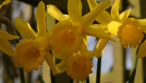 Penny's Daffodills
