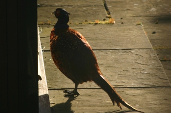 Pheasant