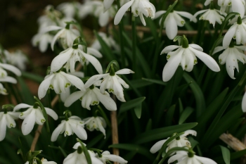 Snowdrops