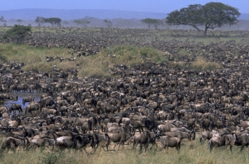 Wildebeests