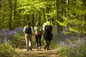 Walking through the bluebells