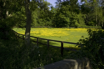 Buttercups in field near Edgecote