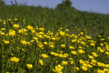 Buttercups